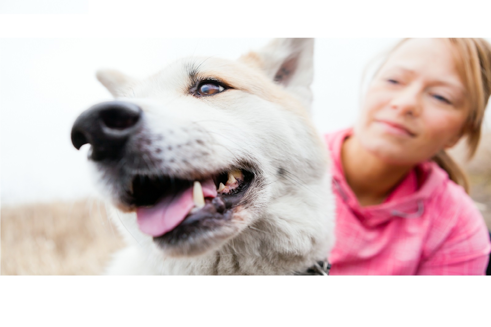 Intensive Care Veterinarian In Stephenville Tx River North Small Animal Hospital